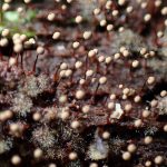 モジホコリの仲間の高画質写真です。横浜市で、2024年6月26日に撮影したものです。