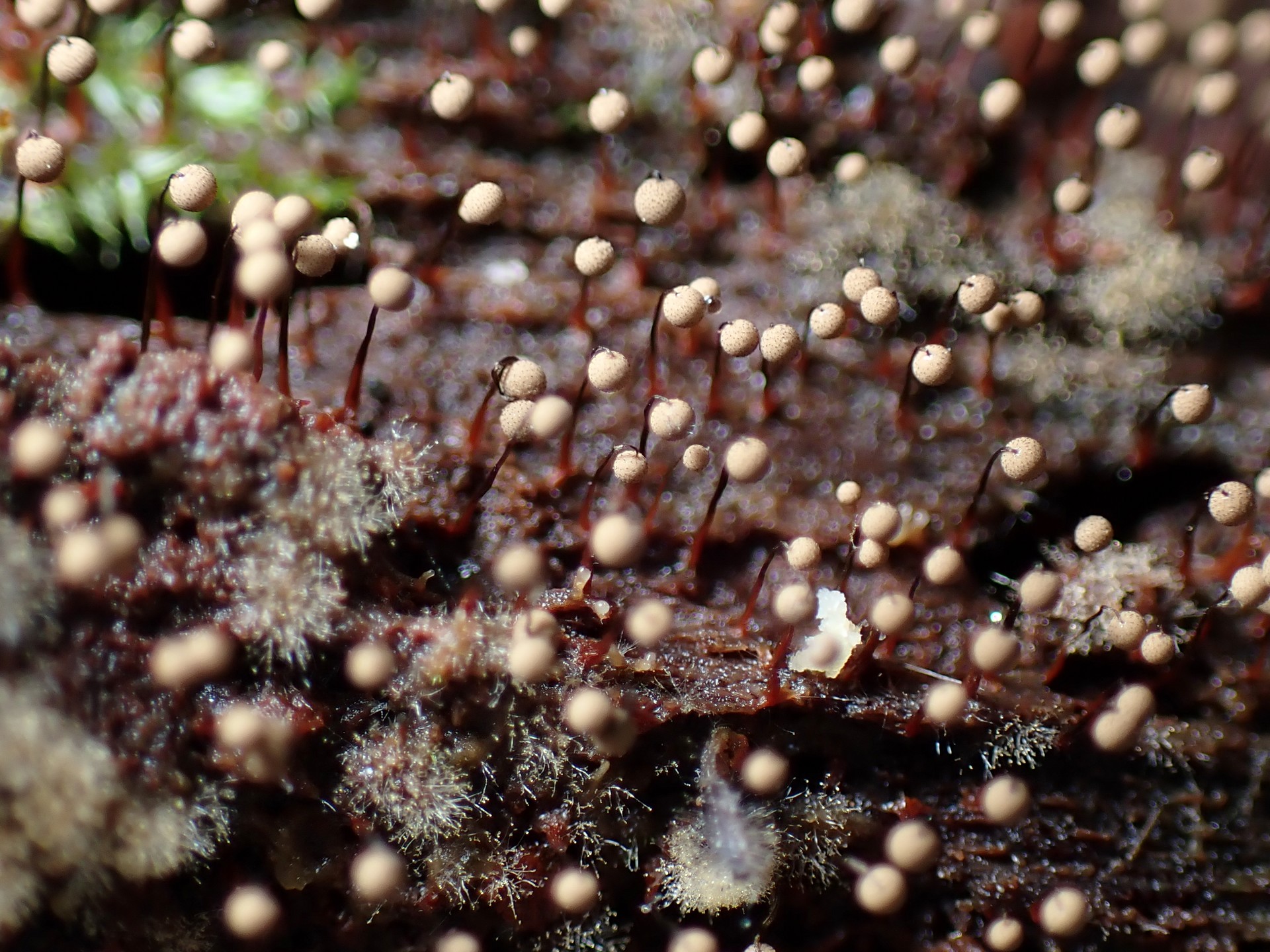 モジホコリの仲間の高画質写真です。横浜市で、2024年6月26日に撮影したものです。