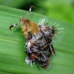 モモブトスカシバの高画質写真です。横浜市で、2024年6月24日に撮影したものです。