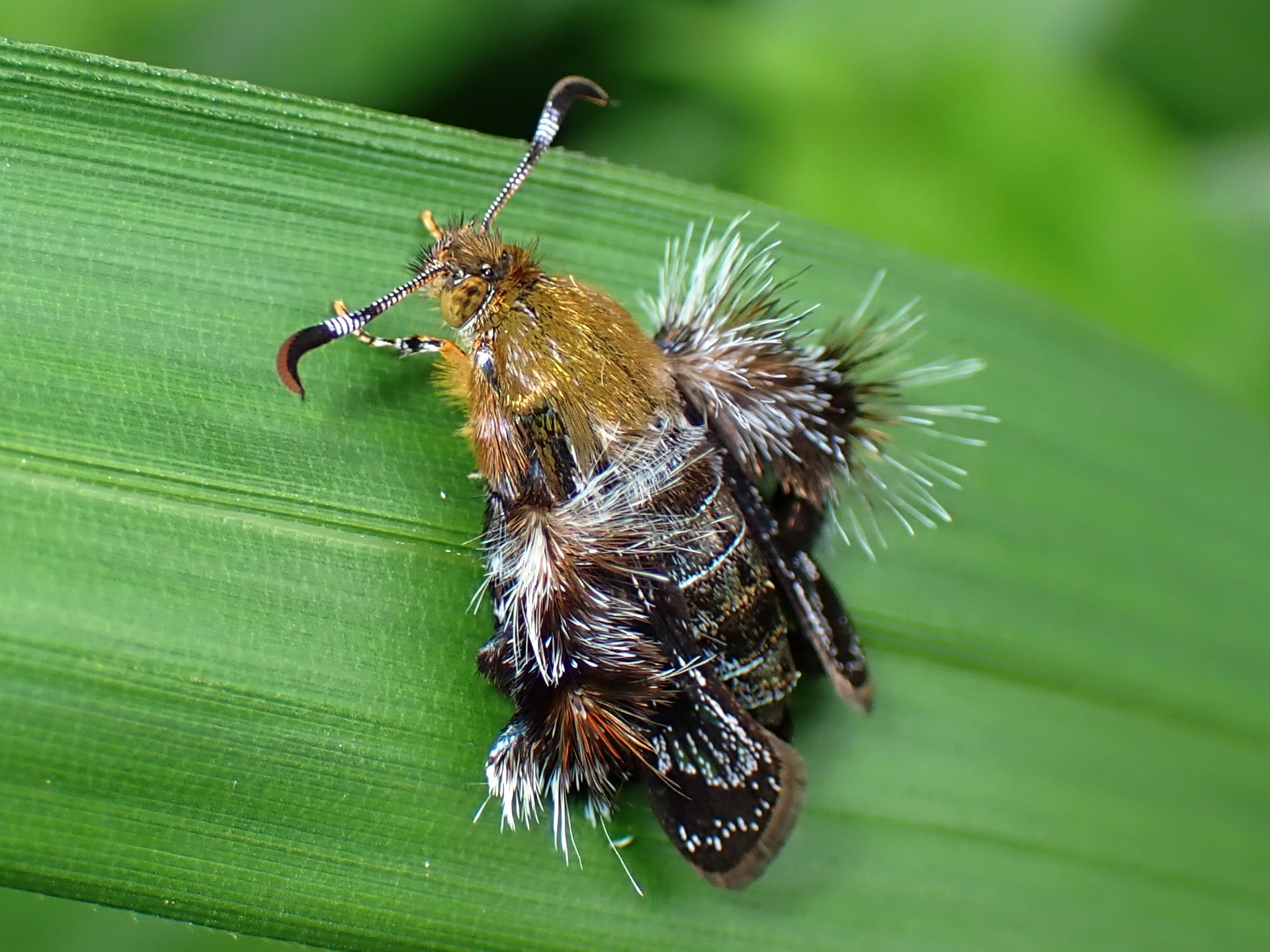 モモブトスカシバの高画質写真です。横浜市で、2024年6月24日に撮影したものです。