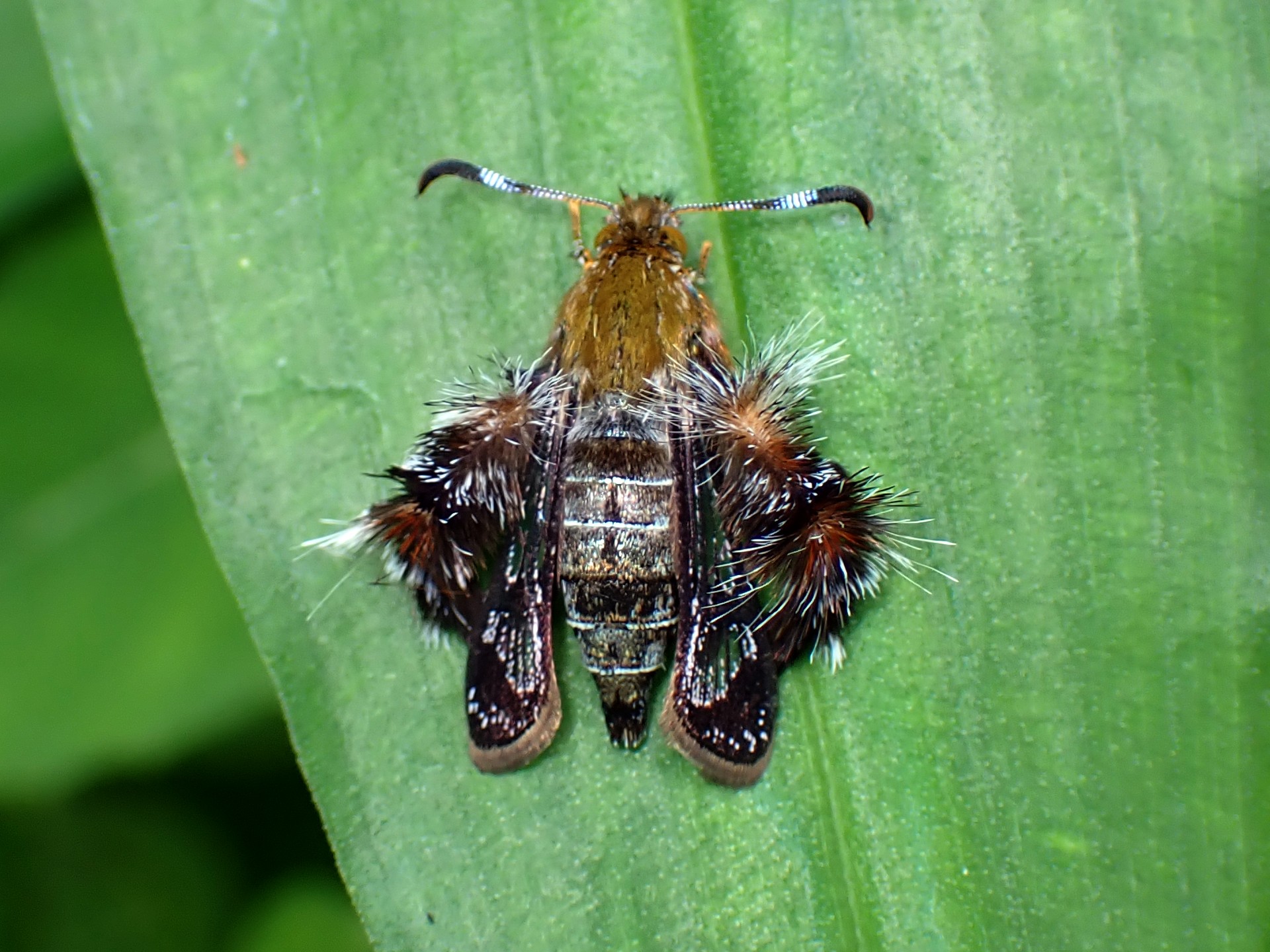 モモブトスカシバの高画質写真です。横浜市で、2024年6月24日に撮影したものです。