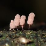 モモイロウツボホコリの高画質写真です。横浜市で、2024年6月25日に撮影したものです。