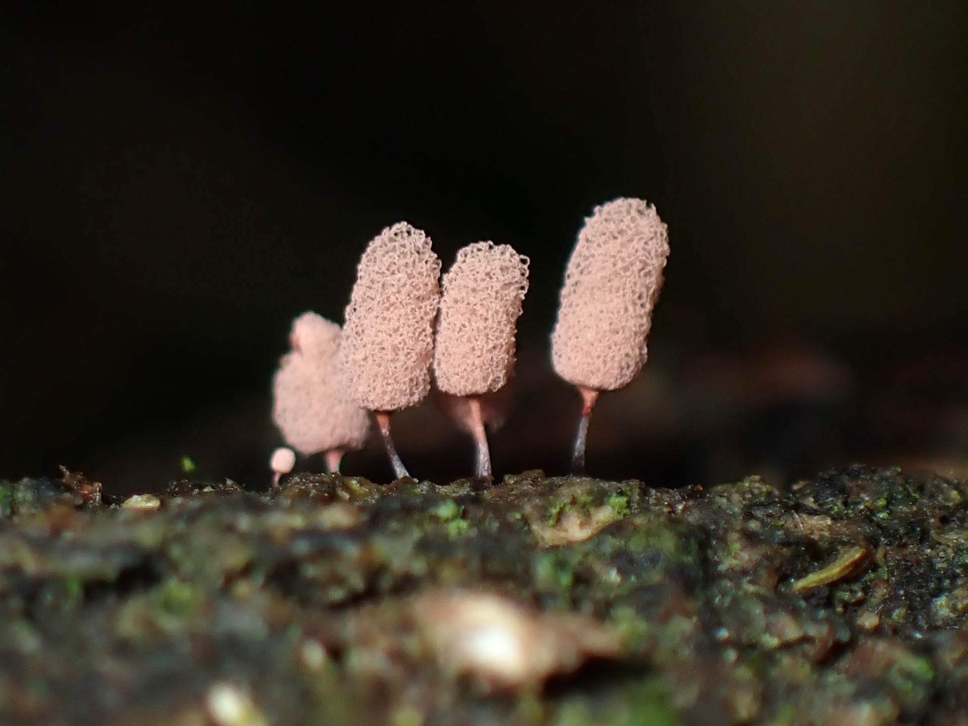 モモイロウツボホコリの高画質写真です。横浜市で、2024年6月25日に撮影したものです。