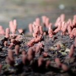 モモイロウツボホコリの高画質写真です。横浜市で、2024年6月27日に撮影したものです。