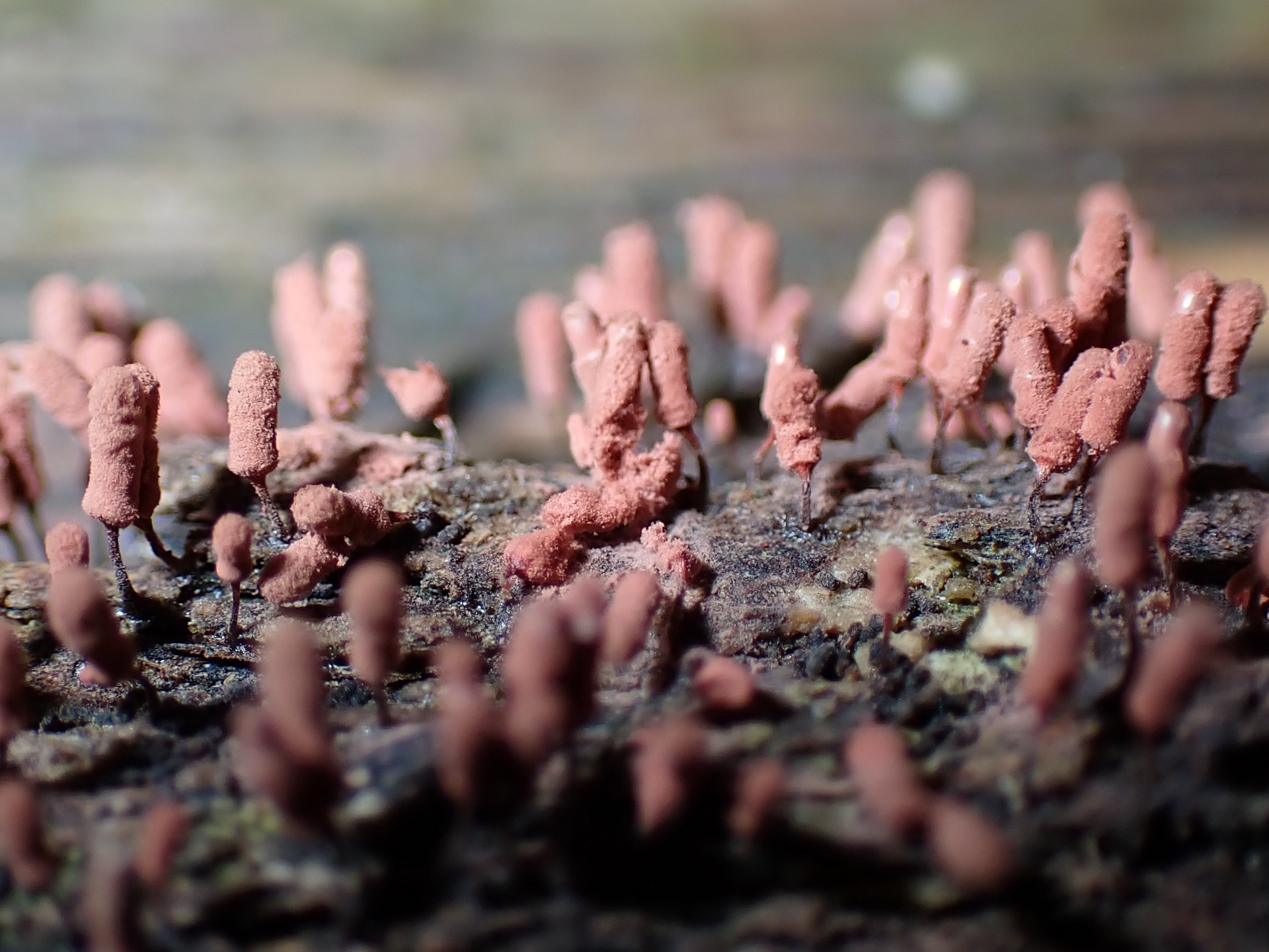 モモイロウツボホコリの高画質写真です。横浜市で、2024年6月27日に撮影したものです。