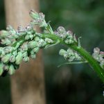ムラサキニガナのつぼみ の高画質写真です。横浜市 青葉区 寺家ふるさと村で、2024年6月3日に撮影したものです。
