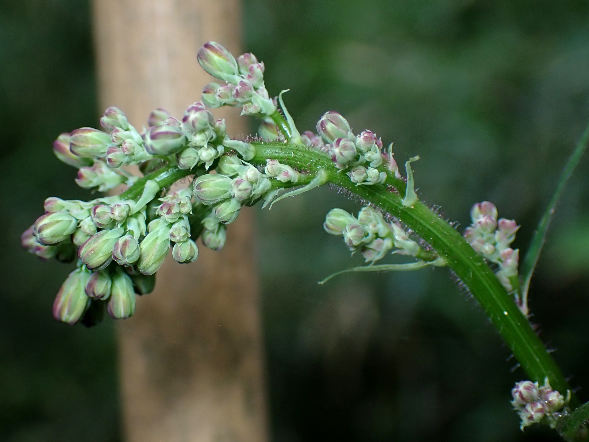 ムラサキニガナのつぼみ の高画質写真です。横浜市 青葉区 寺家ふるさと村で、2024年6月3日に撮影したものです。