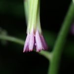 ムラサキニガナの高画質写真です。横浜市で、2024年6月16日に撮影したものです。