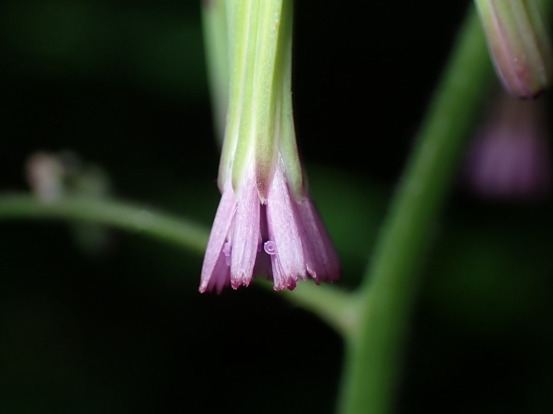 ムラサキニガナの高画質写真です。横浜市で、2024年6月16日に撮影したものです。