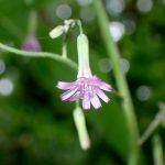 ムラサキニガナの高画質写真です。横浜市で、2024年6月24日に撮影したものです。