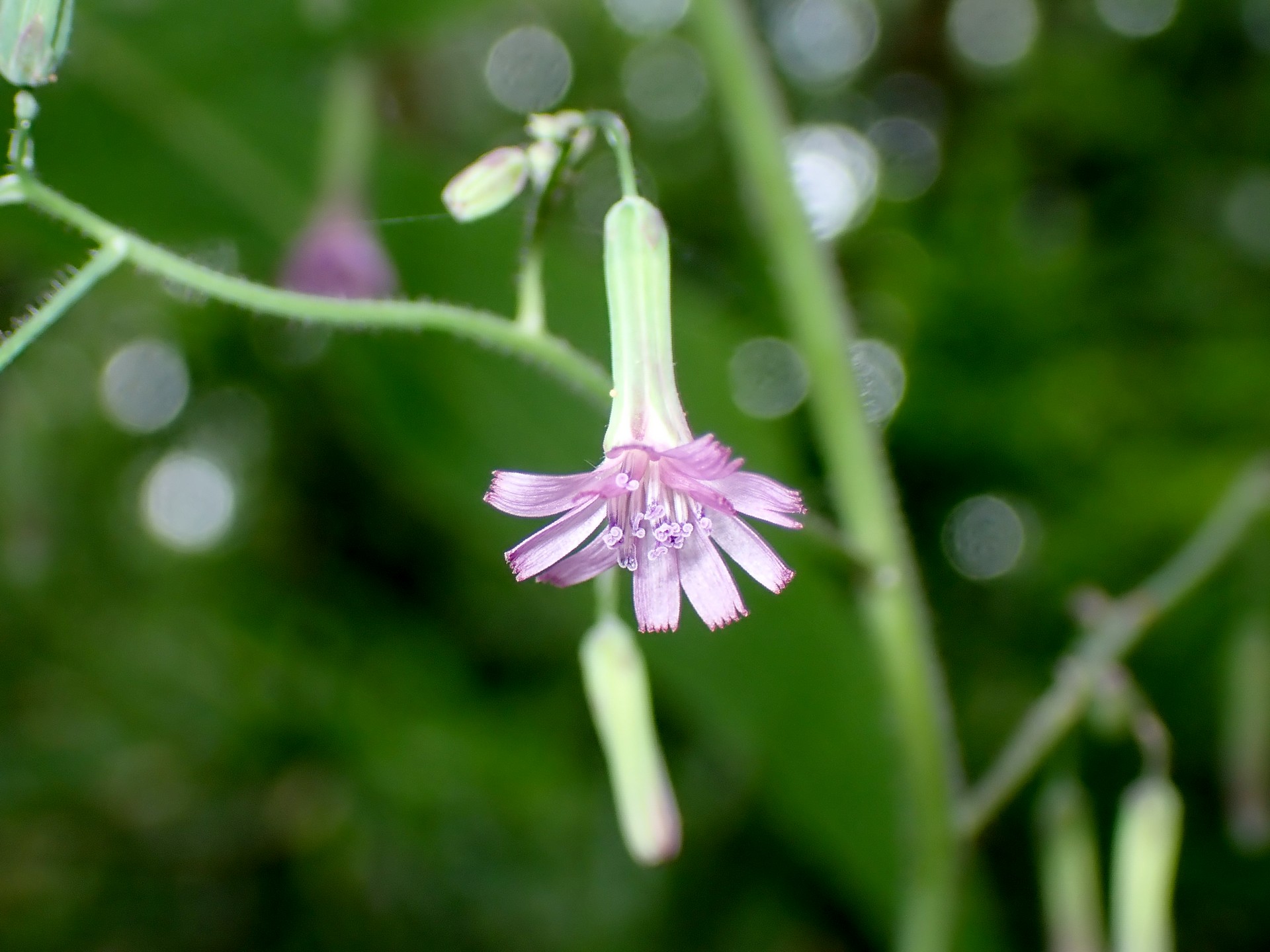 ムラサキニガナの高画質写真です。横浜市で、2024年6月24日に撮影したものです。