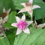 ガクが6個あるナワシロイチゴの高画質写真です。横浜市 青葉区 寺家ふるさと村で、2024年6月1日に撮影したものです。