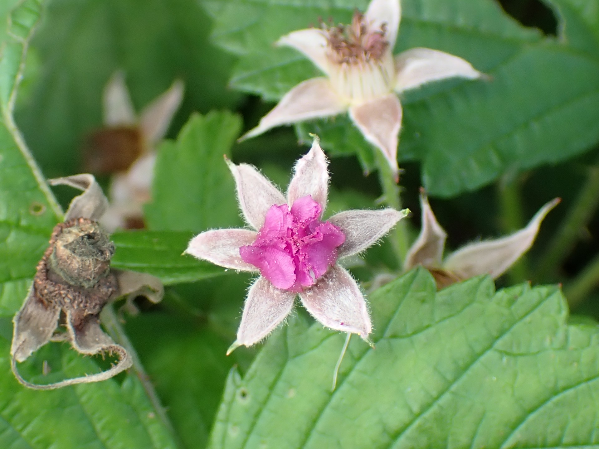 ガクが6個あるナワシロイチゴの高画質写真です。横浜市 青葉区 寺家ふるさと村で、2024年6月1日に撮影したものです。
