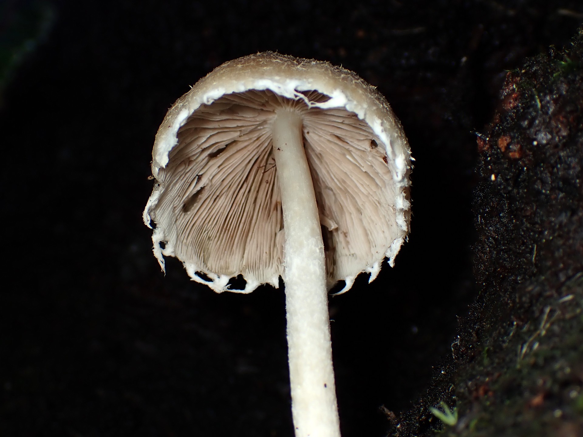 ナヨタケの仲間の高画質写真です。横浜市で、2024年6月19日に撮影したものです。