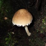 ナヨタケの仲間の高画質写真です。横浜市で、2024年6月19日に撮影したものです。