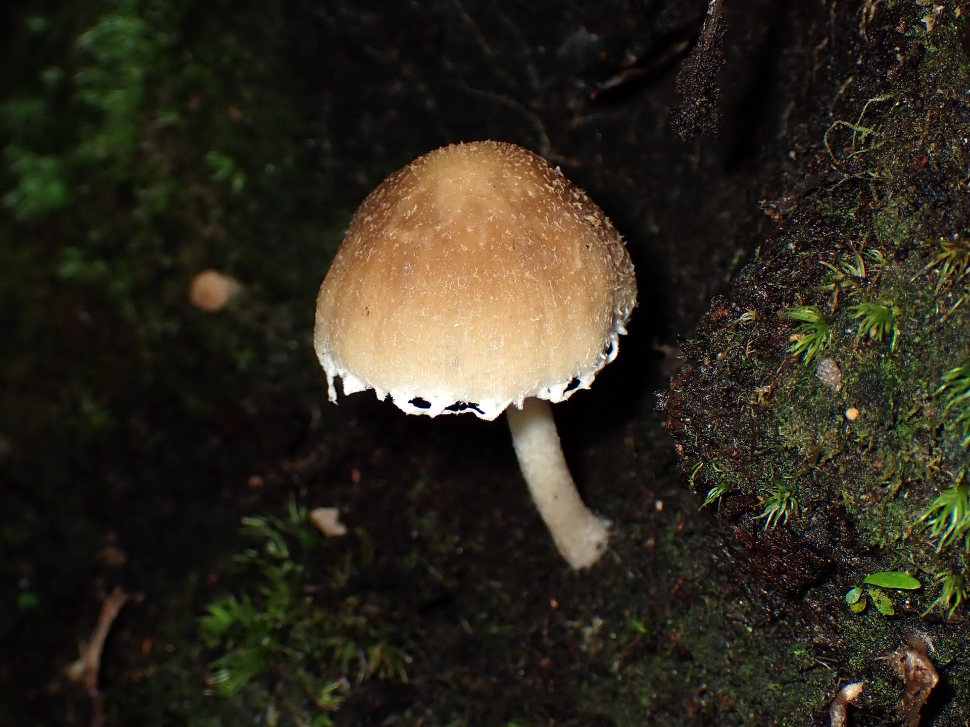 ナヨタケの仲間の高画質写真です。横浜市で、2024年6月19日に撮影したものです。