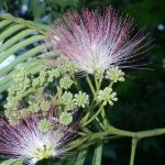 ネムノキの高画質写真です。横浜市で、2024年6月19日に撮影したものです。