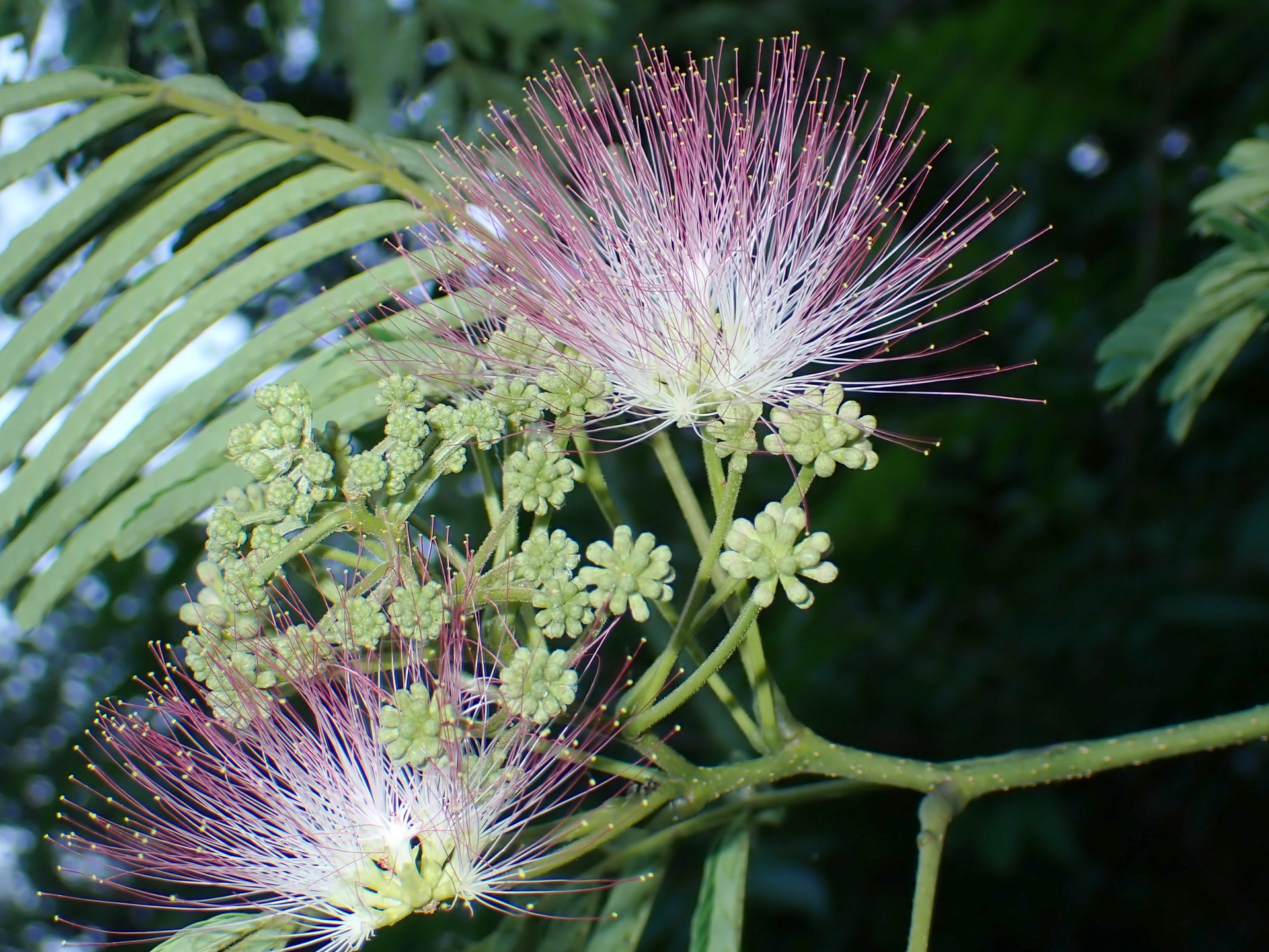 ネムノキの高画質写真です。横浜市で、2024年6月19日に撮影したものです。