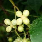 ニガキの高画質写真です。横浜市で、2024年6月15日に撮影したものです。