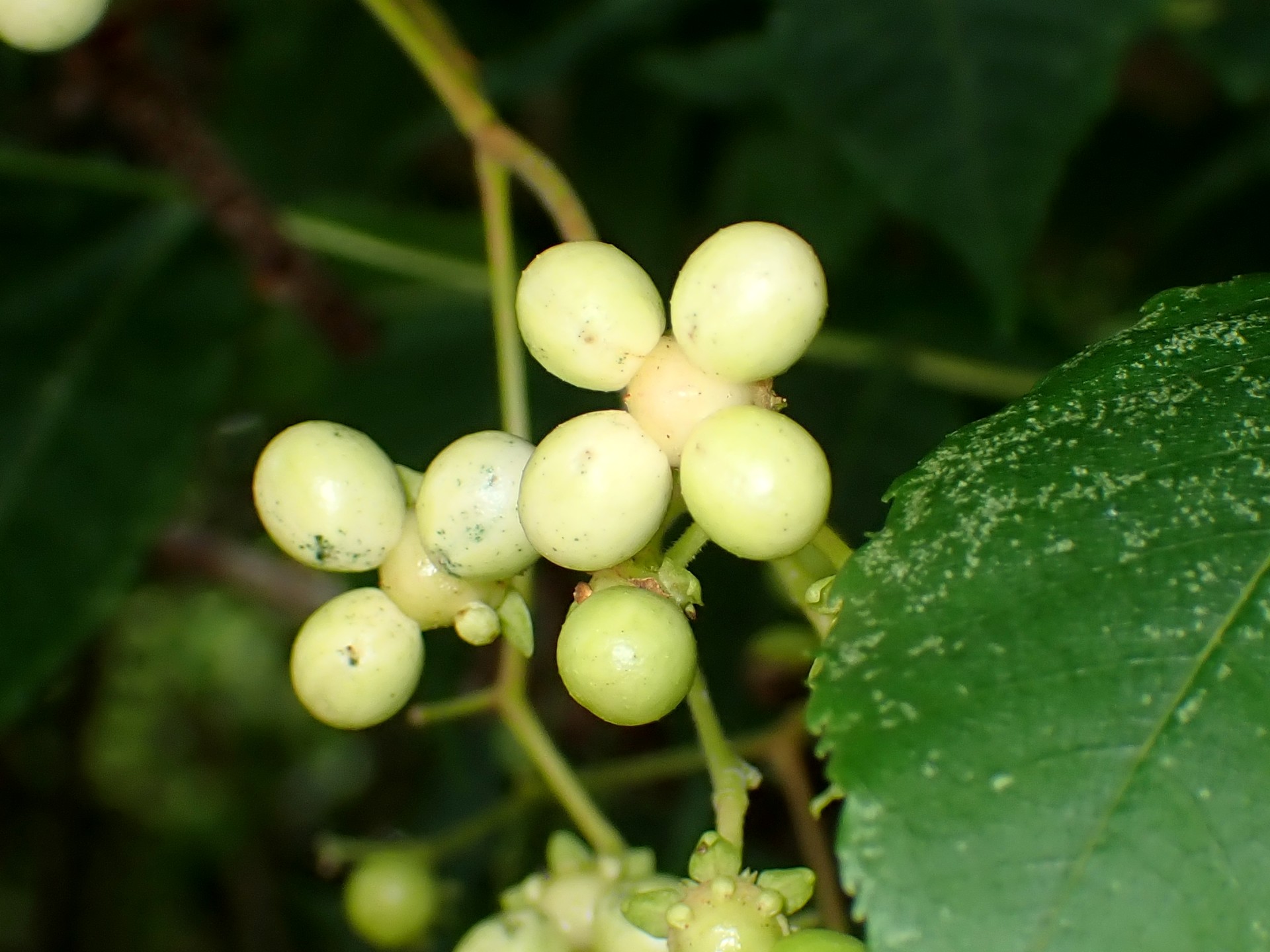 ニガキの高画質写真です。横浜市で、2024年6月15日に撮影したものです。