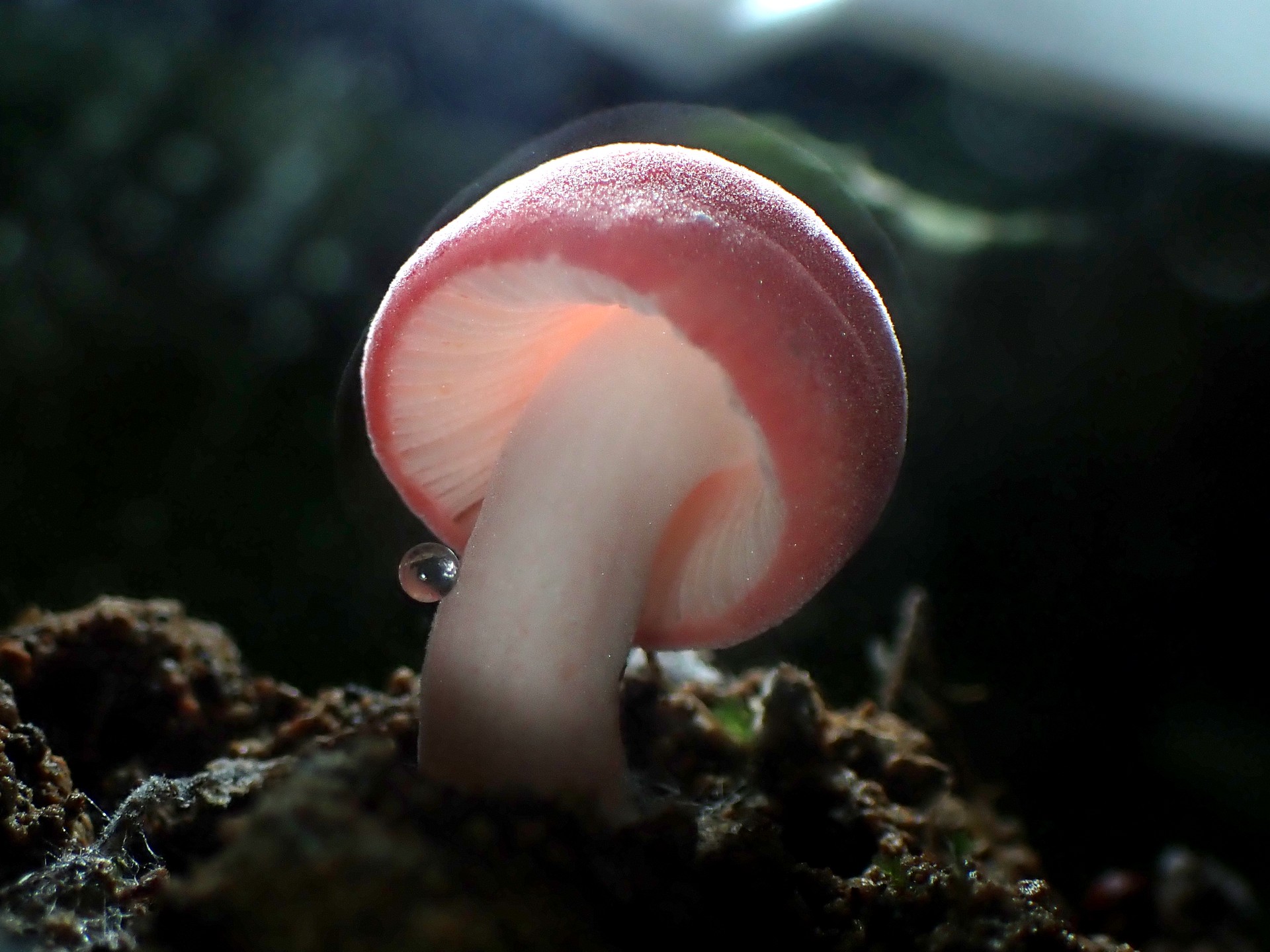 ニオイコベニタケの高画質写真です。横浜市で、2024年6月25日に撮影したものです。