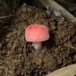 ニオイコベニタケの高画質写真です。横浜市で、2024年6月25日に撮影したものです。