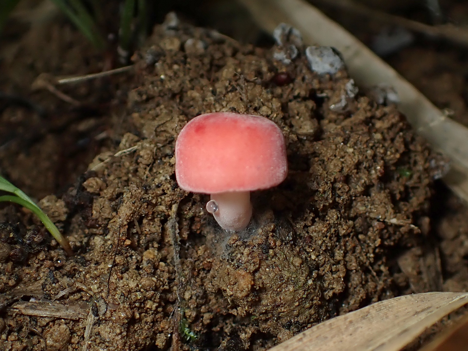 ニオイコベニタケの高画質写真です。横浜市で、2024年6月25日に撮影したものです。