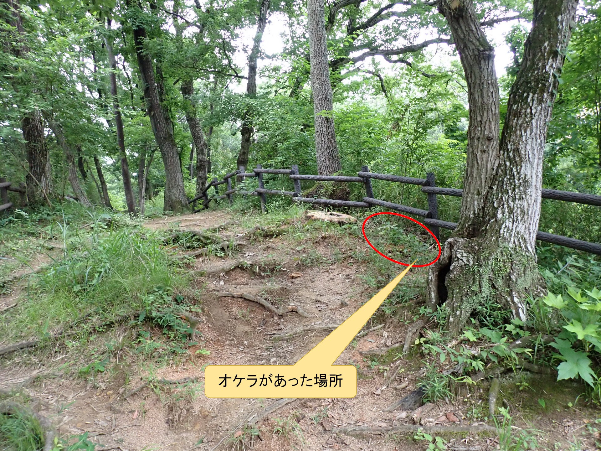 昨年 2023年にオケラがあった場所の高画質写真です。横浜市で、2024年6月17日に撮影したものです。