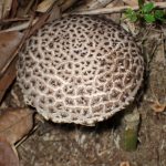 オニイグチの仲間のカサ の高画質写真です。横浜市で、2024年6月15日に撮影したものです。