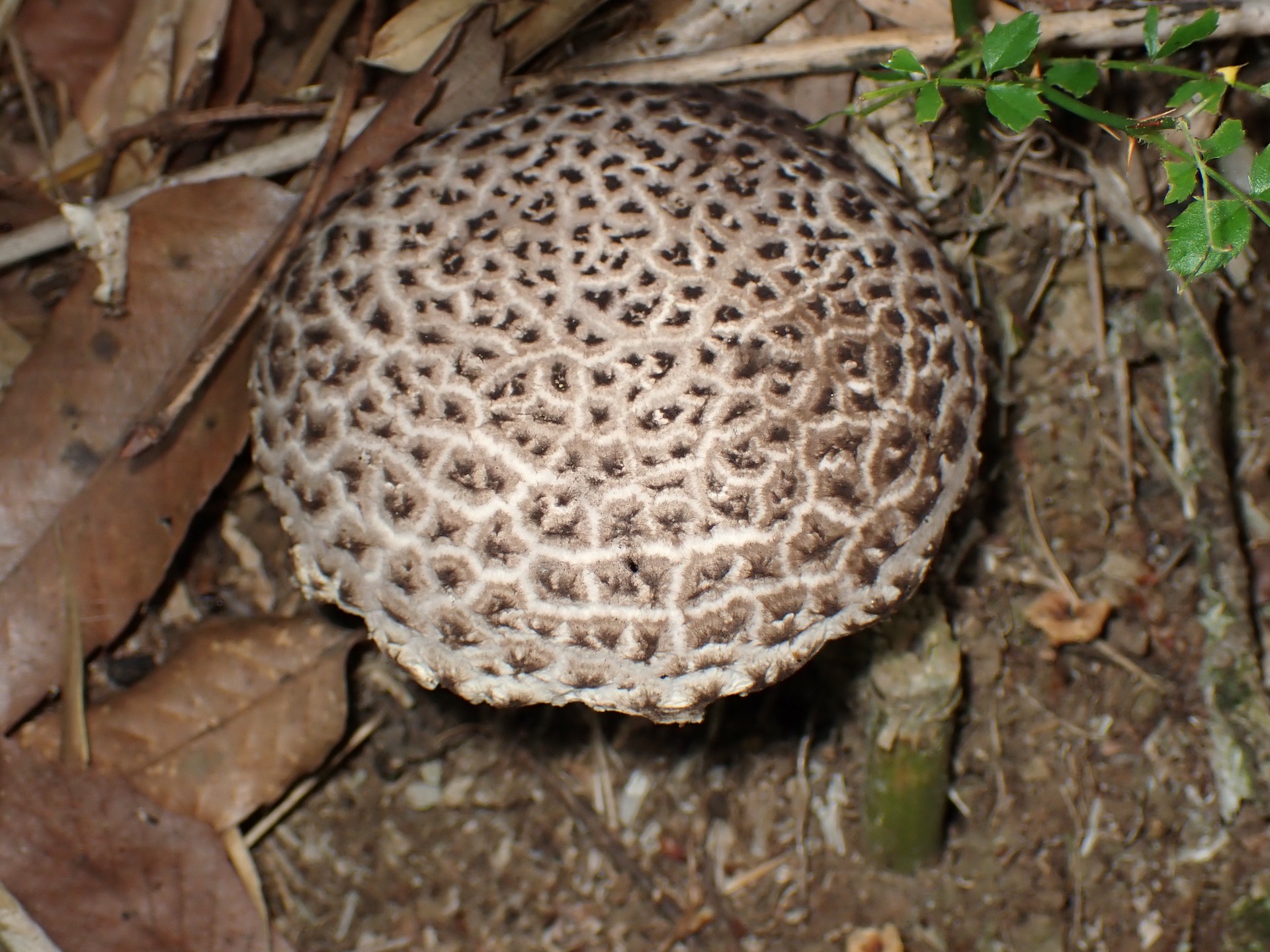 オニイグチの仲間のカサ の高画質写真です。横浜市で、2024年6月15日に撮影したものです。