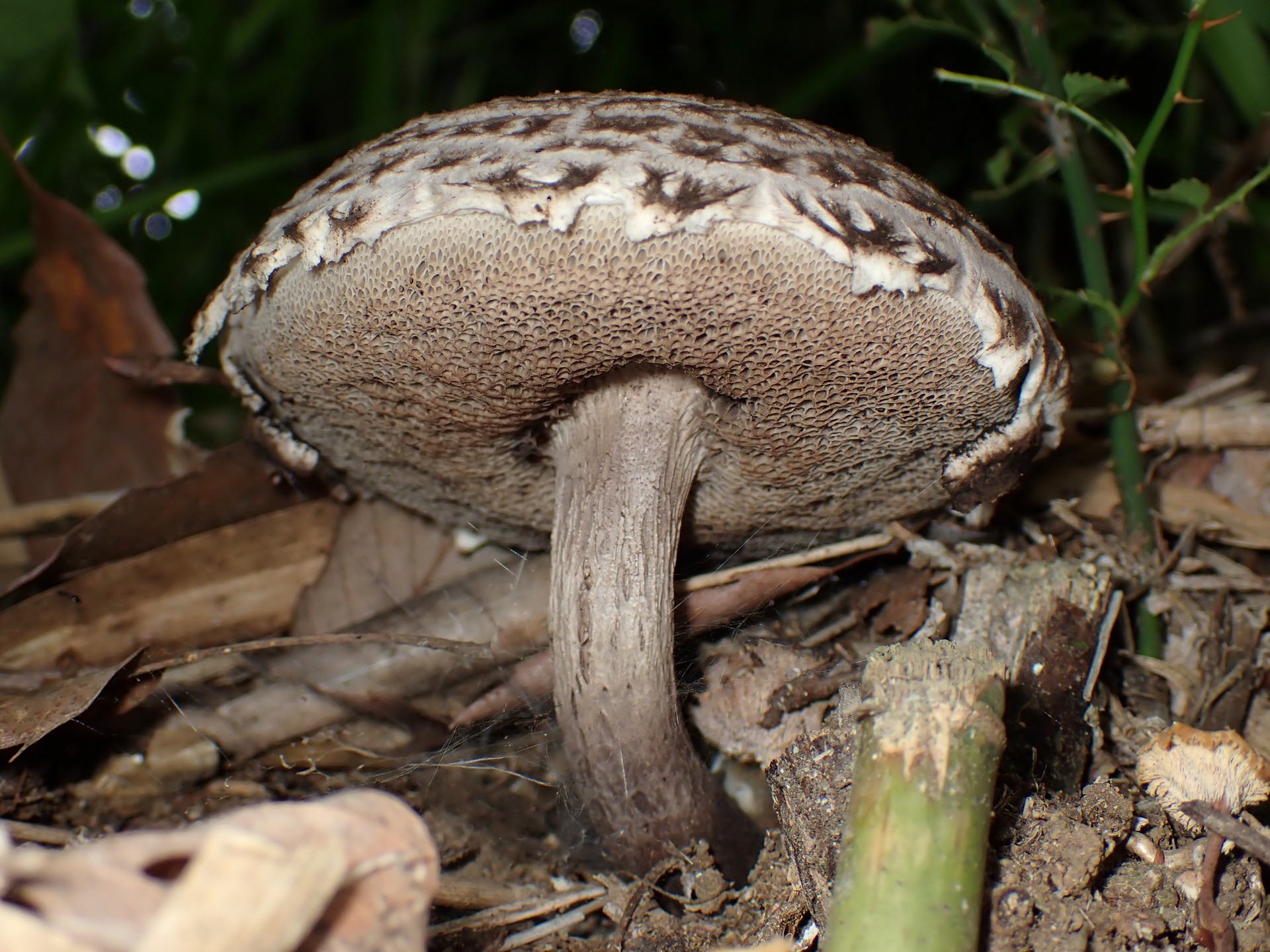 オニイグチの仲間のカサの裏 の高画質写真です。横浜市で、2024年6月15日に撮影したものです。