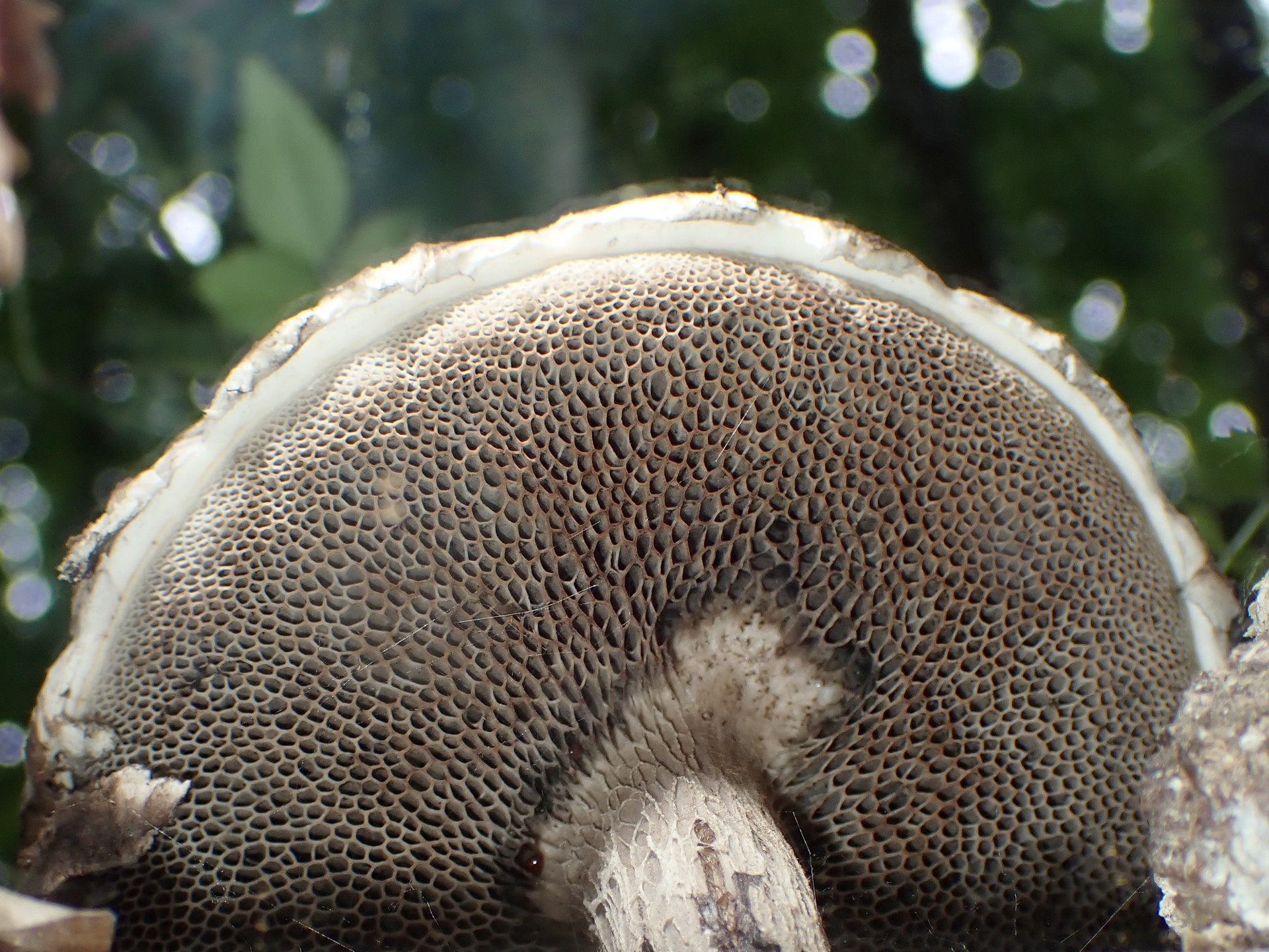 オニイグチの仲間のカサの裏 の高画質写真です。横浜市で、2024年6月15日に撮影したものです。