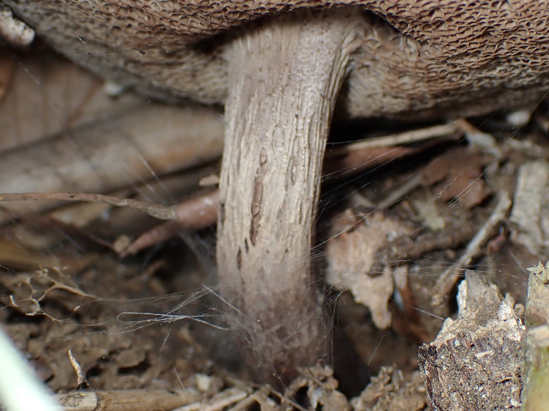 オニイグチの仲間の柄 の高画質写真です。横浜市で、2024年6月15日に撮影したものです。