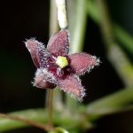 オオカモメヅルの高画質写真です。横浜市で、2024年6月15日に撮影したものです。