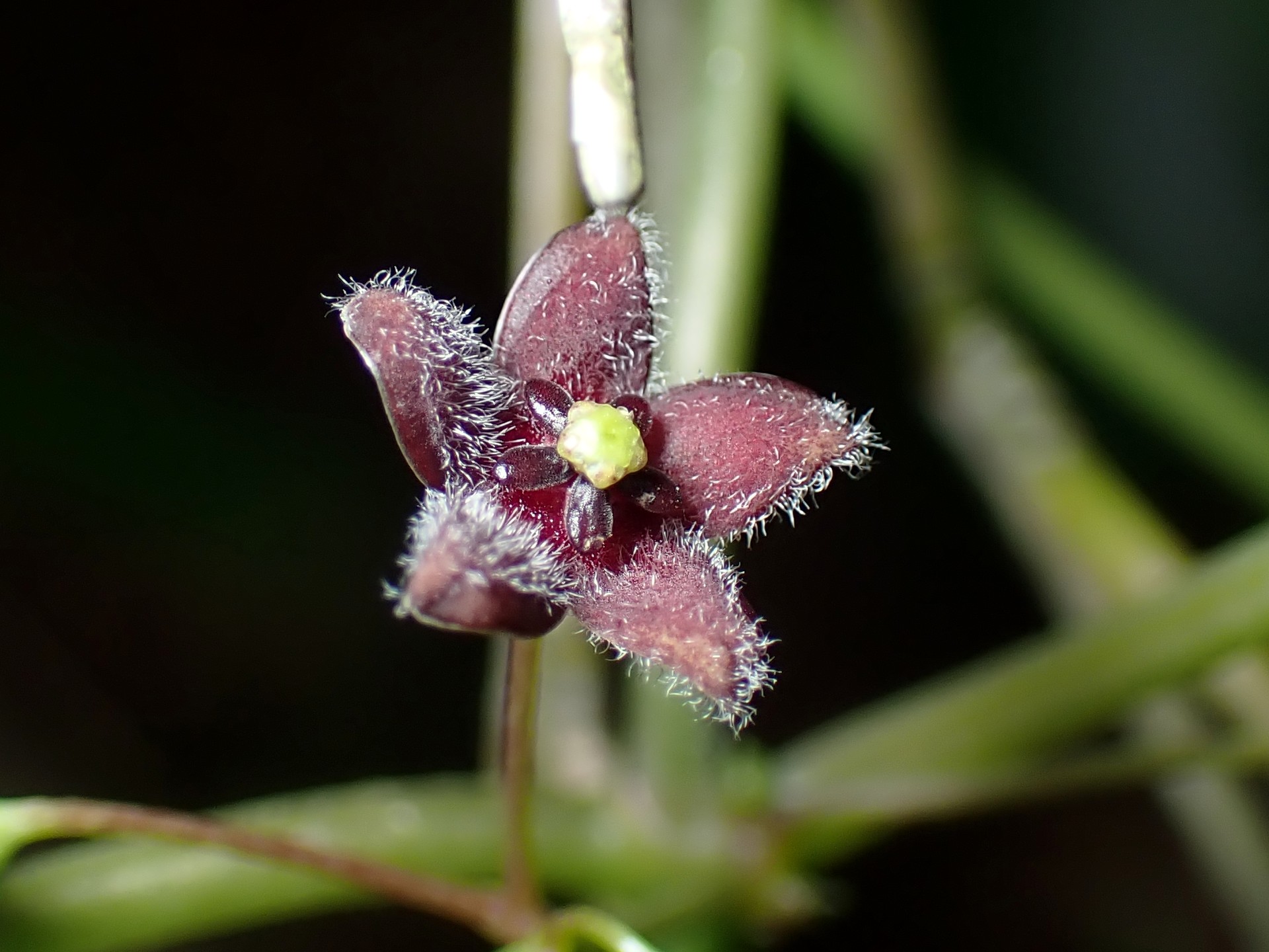 オオカモメヅルの高画質写真です。横浜市で、2024年6月15日に撮影したものです。