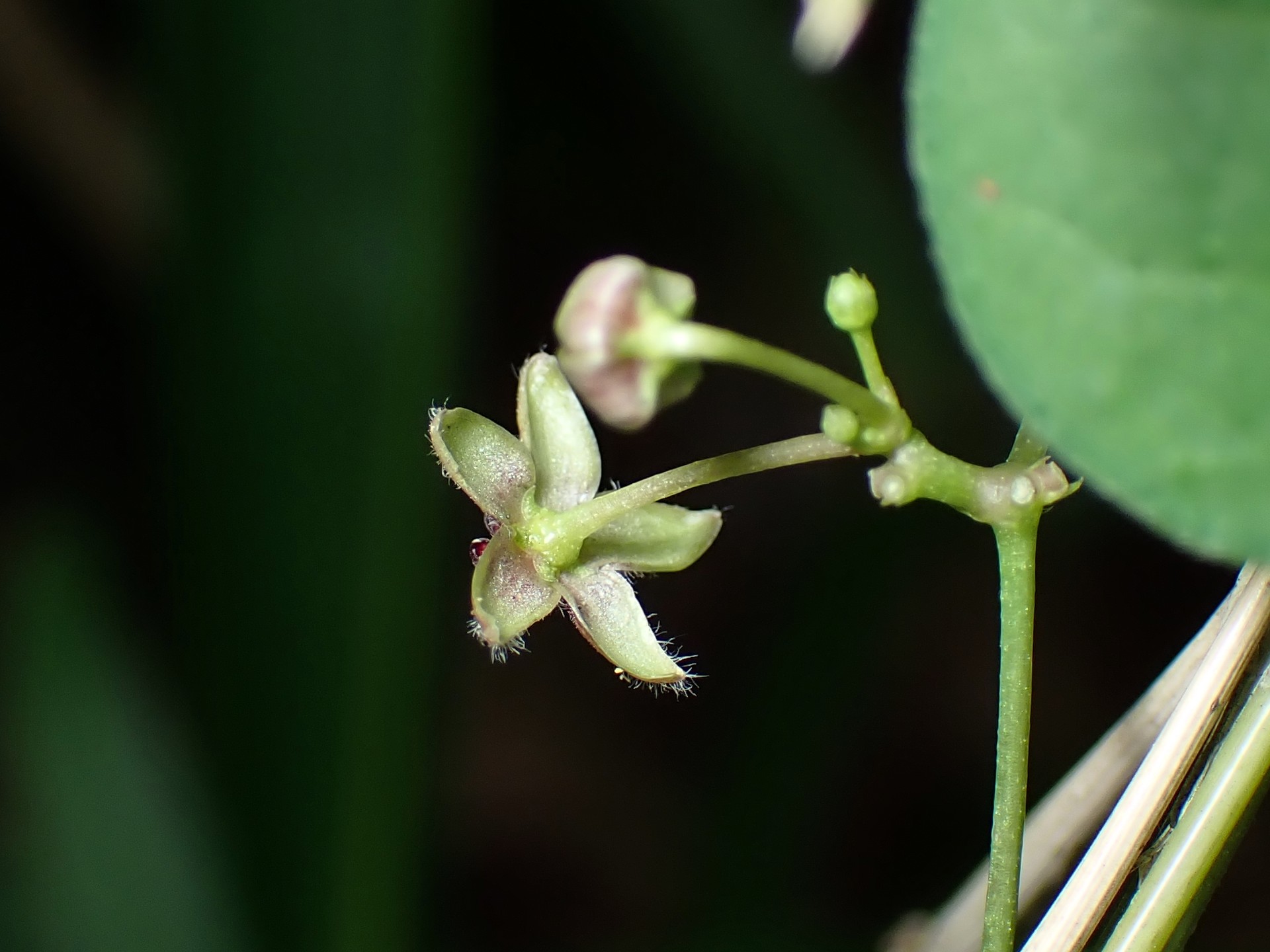 オオカモメヅルの高画質写真です。横浜市で、2024年6月15日に撮影したものです。