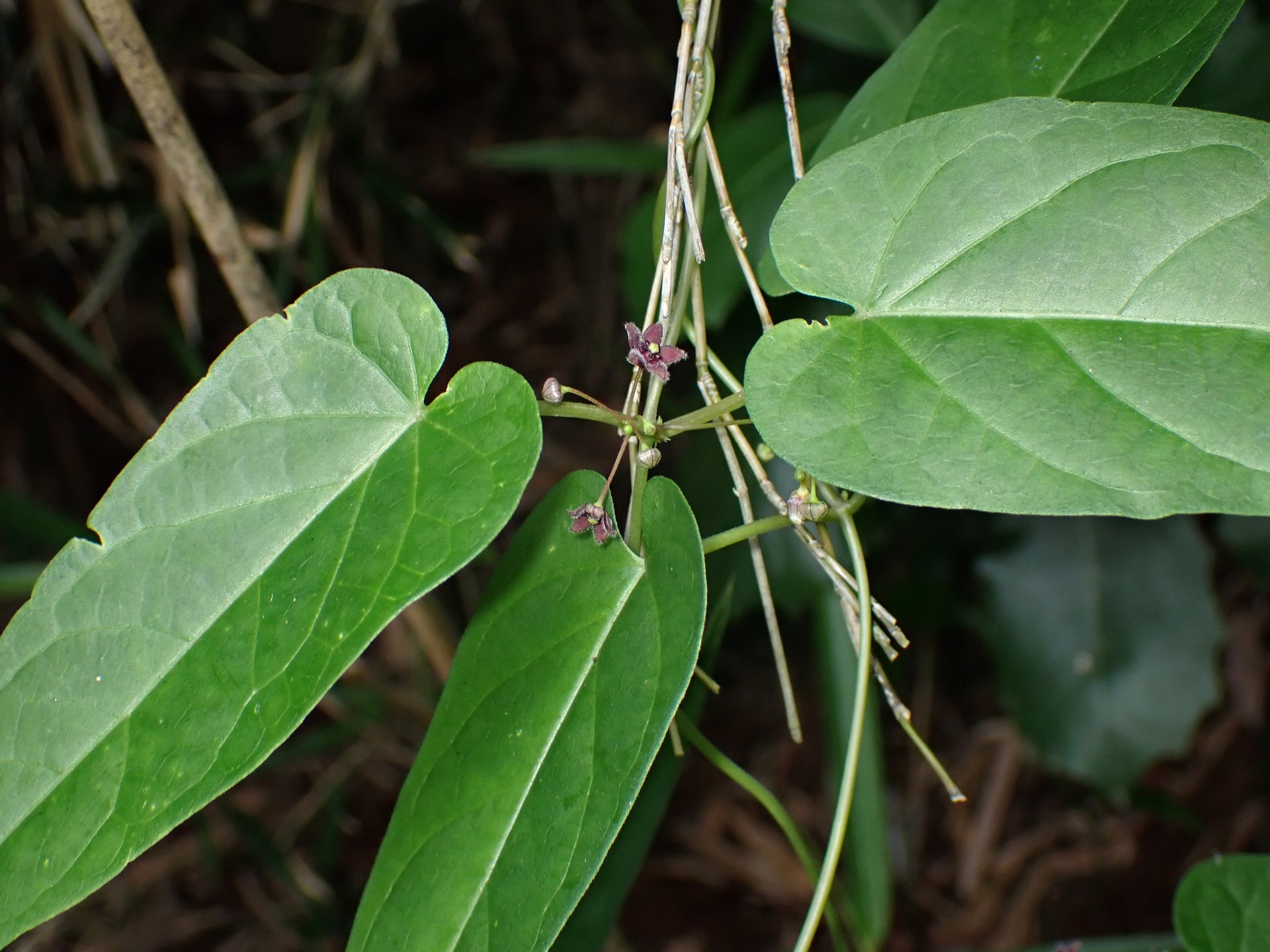 オオカモメヅルの高画質写真です。横浜市で、2024年6月15日に撮影したものです。