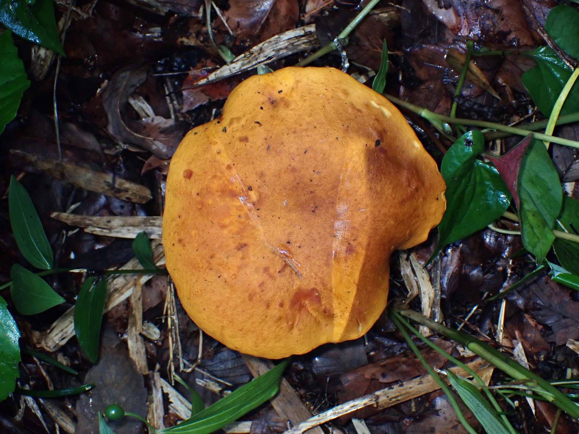 イグチの仲間高画質写真です。横浜市で、2024年6月29日に撮影したものです。