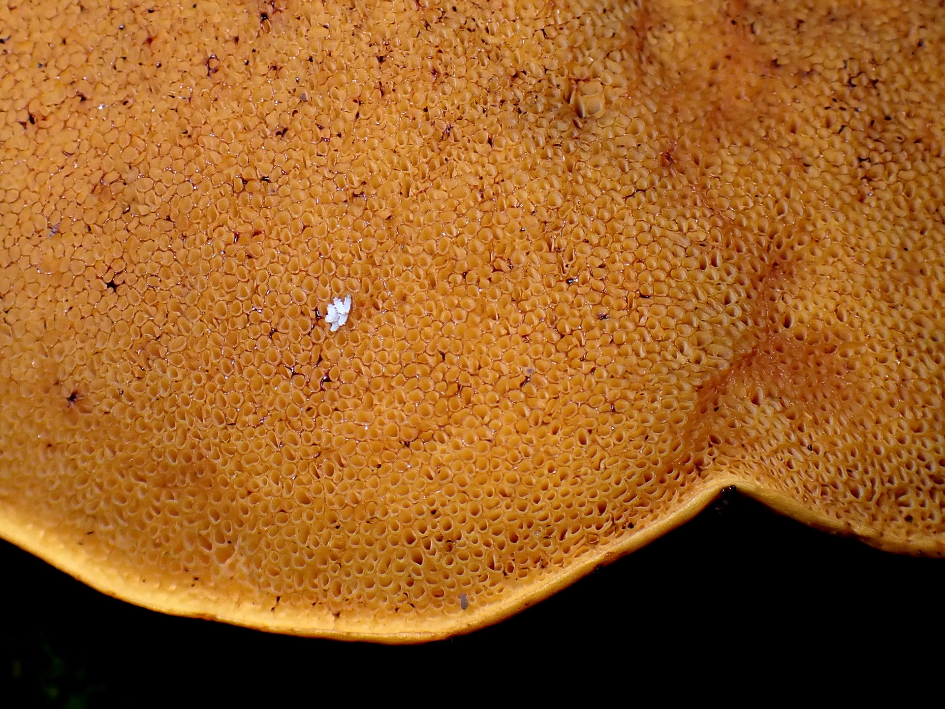 イグチの仲間高画質写真です。横浜市で、2024年6月29日に撮影したものです。