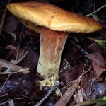 イグチの仲間高画質写真です。横浜市で、2024年6月29日に撮影したものです。