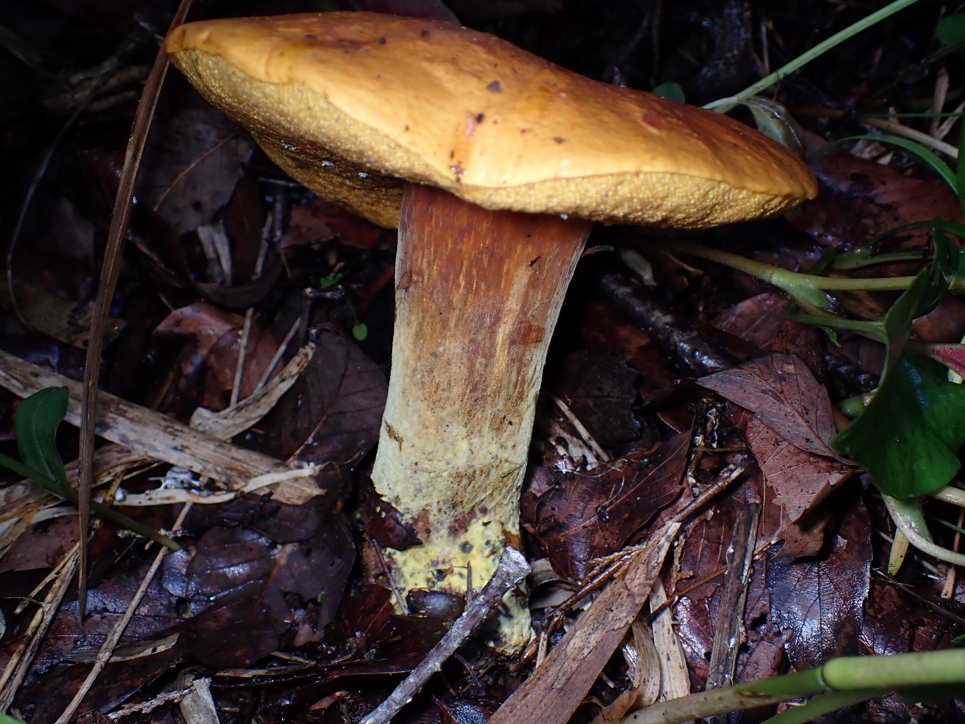 イグチの仲間高画質写真です。横浜市で、2024年6月29日に撮影したものです。