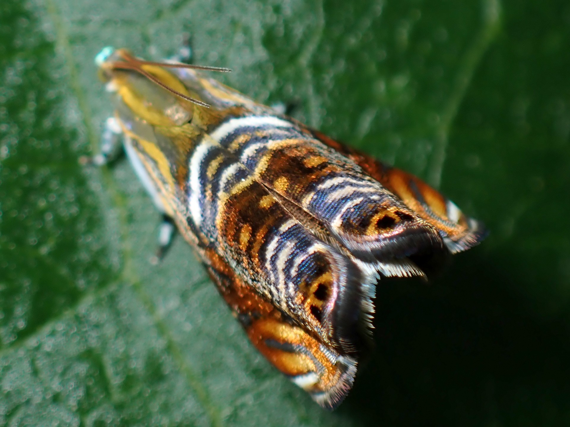 オオナミモンマダラハマキの高画質写真です。横浜市で、2024年6月16日に撮影したものです。