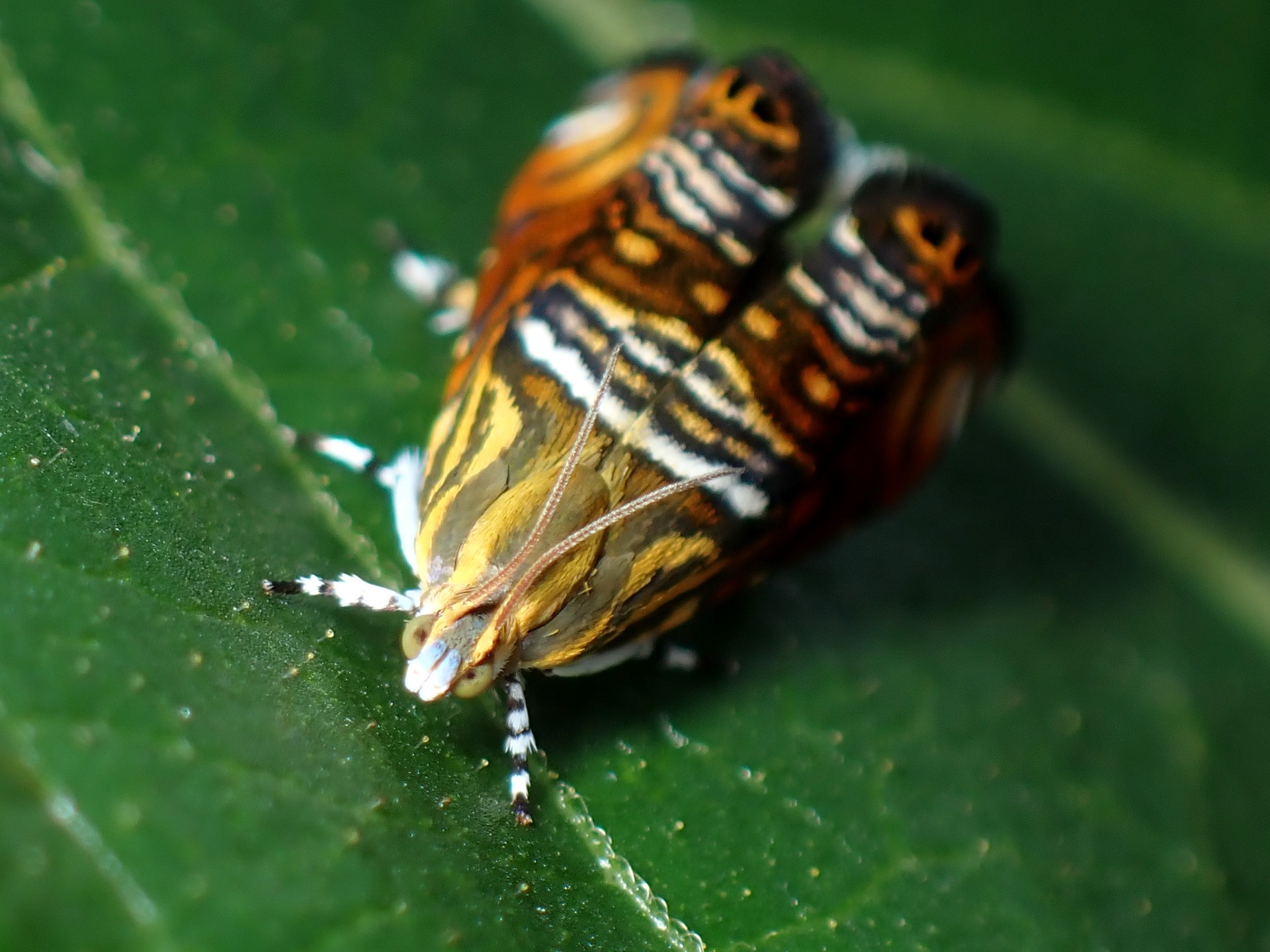 オオナミモンマダラハマキの高画質写真です。横浜市で、2024年6月16日に撮影したものです。