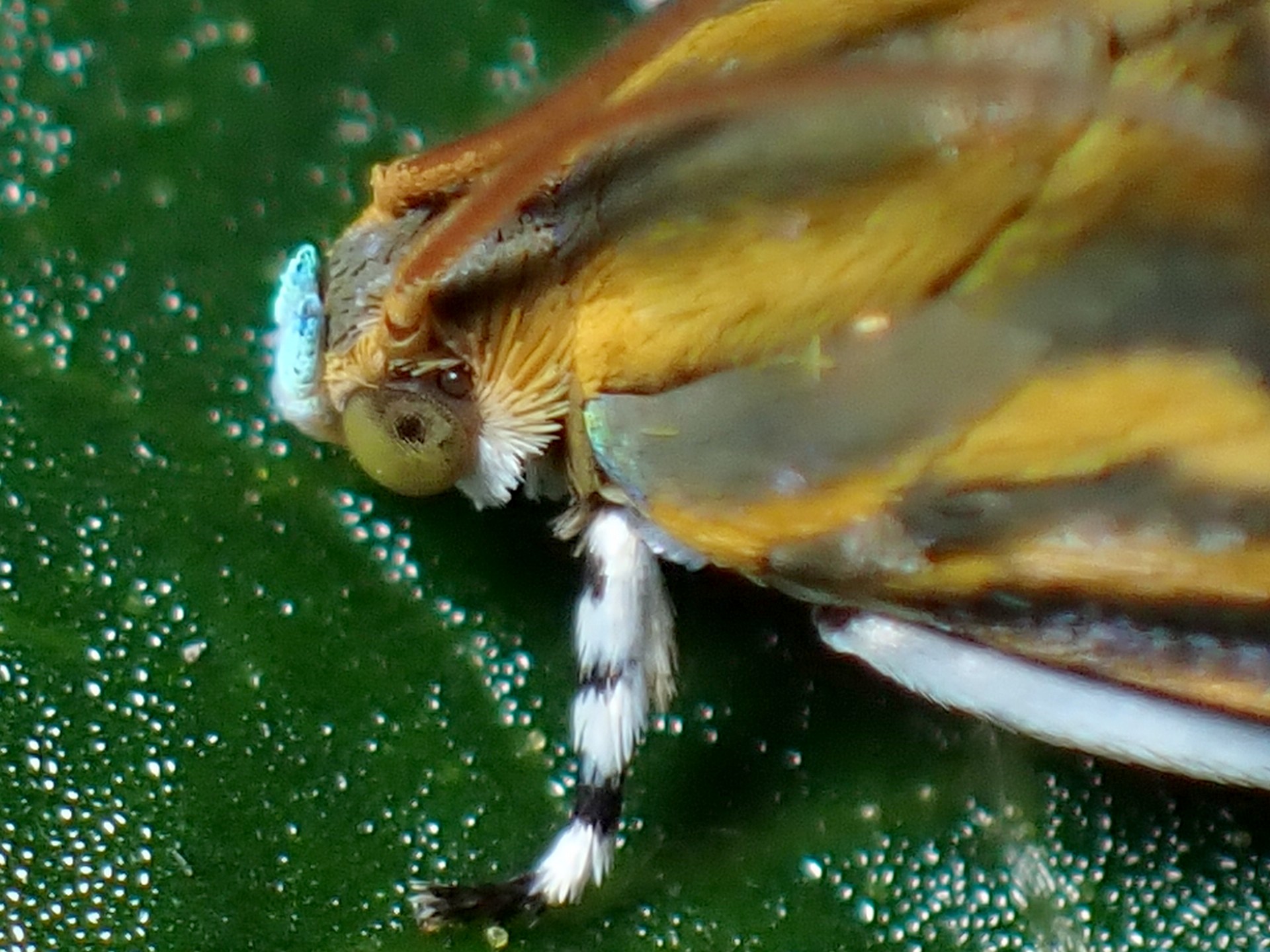 オオナミモンマダラハマキの高画質写真です。横浜市で、2024年6月16日に撮影したものです。