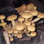 オオワライタケ の高画質写真です。横浜市で、2024年6月27日に撮影したものです。