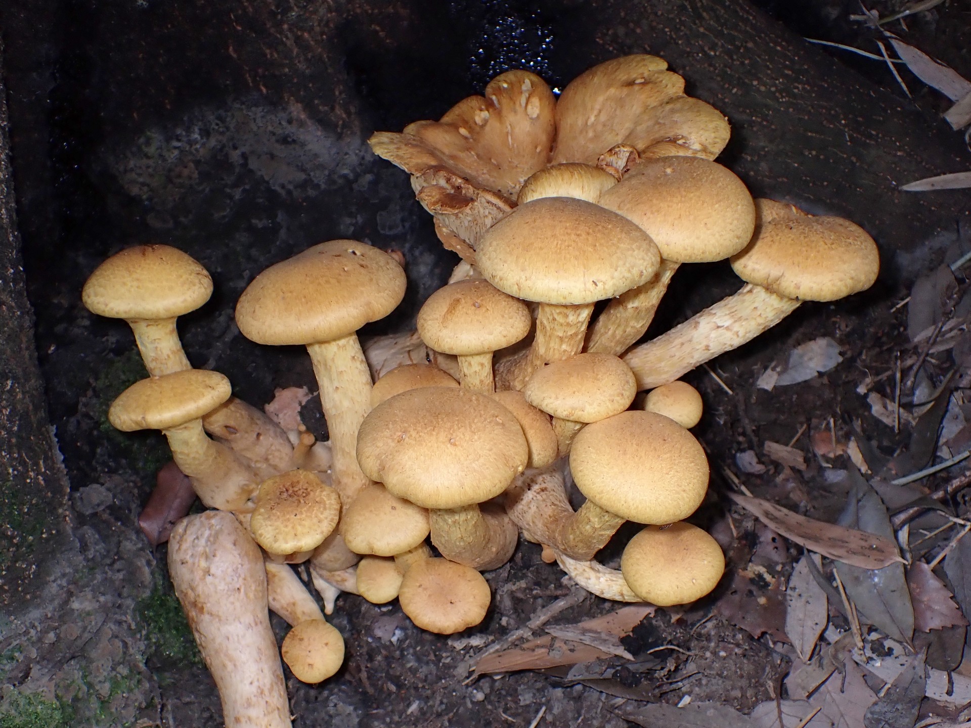 オオワライタケ の高画質写真です。横浜市で、2024年6月27日に撮影したものです。