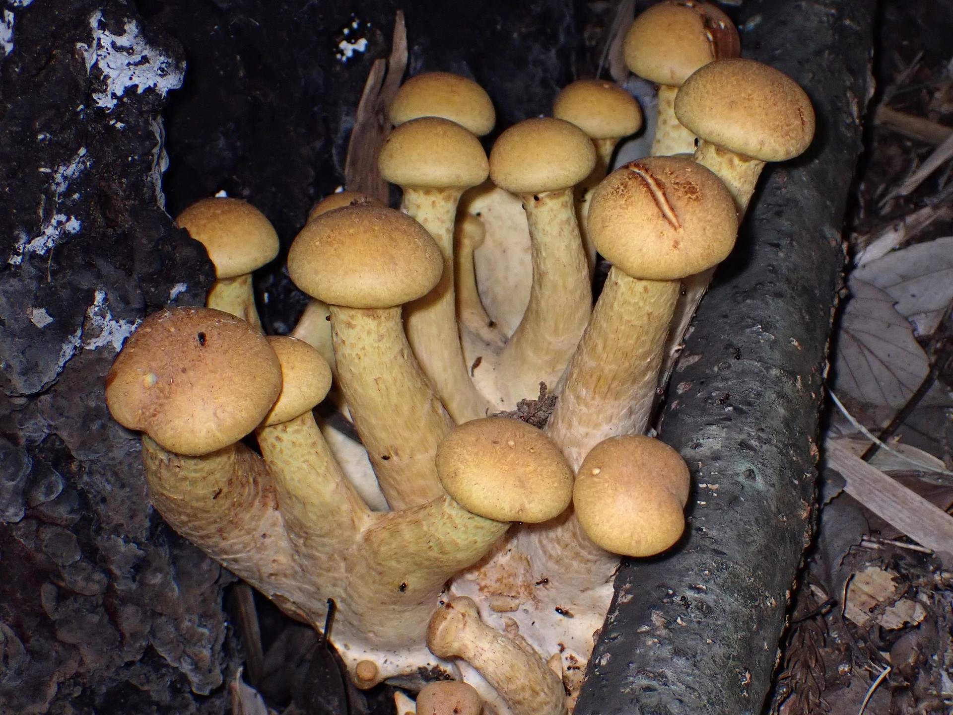 オオワライタケ の高画質写真です。横浜市で、2024年6月27日に撮影したものです。