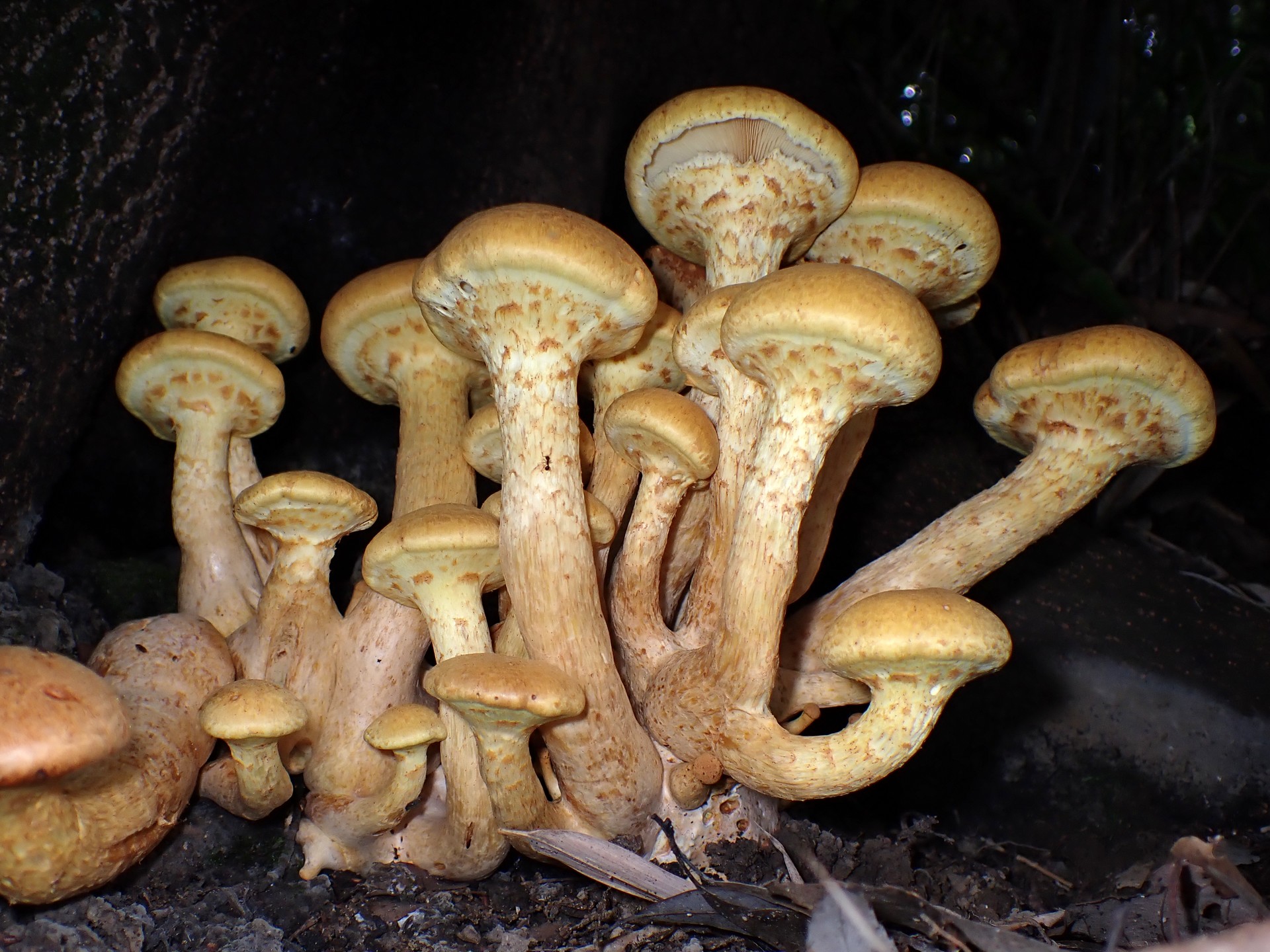 オオワライタケ の高画質写真です。横浜市で、2024年6月27日に撮影したものです。