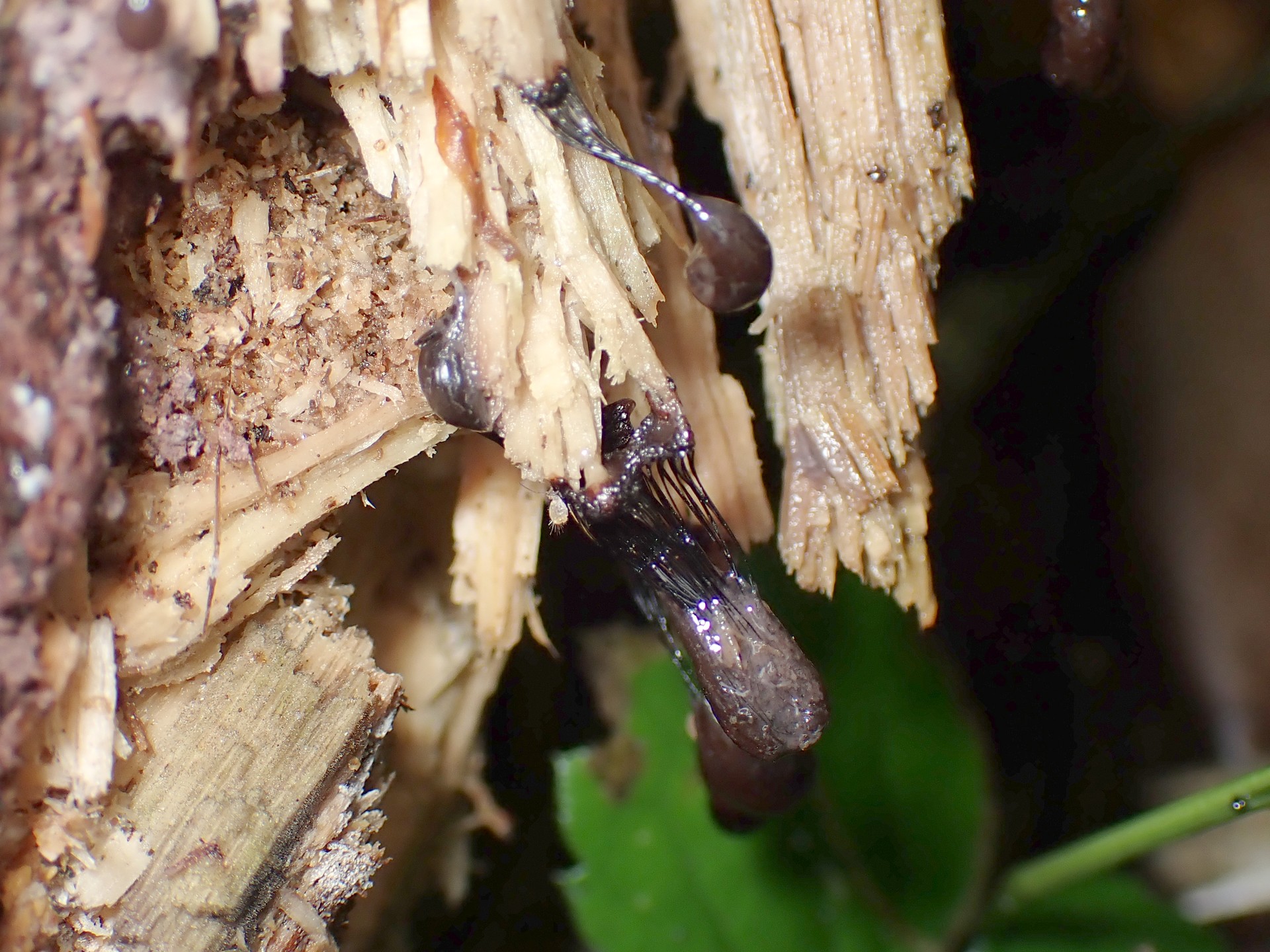 サビムラサキホコリ（粘菌）の高画質写真です。横浜市で、2024年6月16日に撮影したものです。