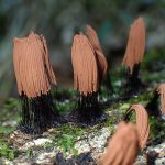 サビムラサキホコリ（粘菌）の高画質写真です。横浜市で、2024年6月14日に撮影したものです。